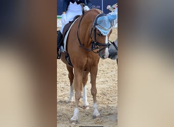 Galés B, Caballo castrado, 14 años, 130 cm, Alazán