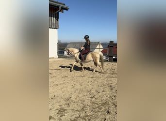 Galés B, Caballo castrado, 14 años, 130 cm, Palomino