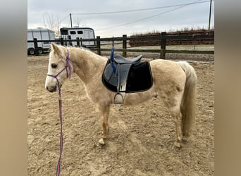 Galés B, Caballo castrado, 14 años, 130 cm, Palomino