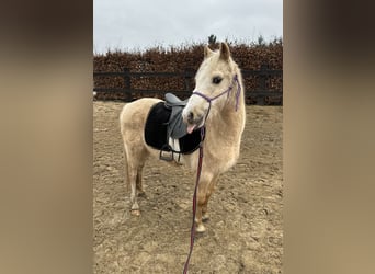 Galés B, Caballo castrado, 14 años, 130 cm, Palomino