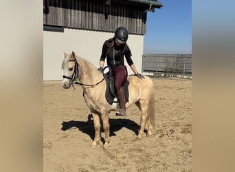 Galés B, Caballo castrado, 14 años, 130 cm, Palomino