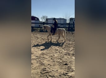 Galés B, Caballo castrado, 14 años, 130 cm, Palomino