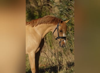 Galés B, Caballo castrado, 14 años, 131 cm, Alazán