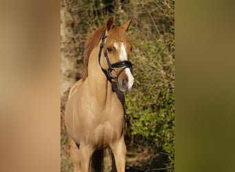 Galés B, Caballo castrado, 14 años, 131 cm, Alazán