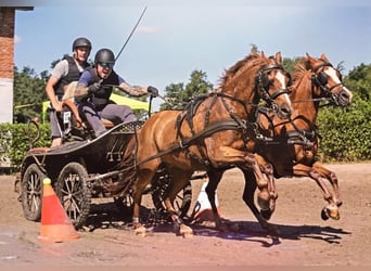 Galés B, Caballo castrado, 14 años, 131 cm, Alazán