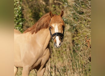 Galés B, Caballo castrado, 14 años, 131 cm, Alazán