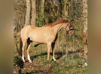 Galés B, Caballo castrado, 14 años, 131 cm, Alazán