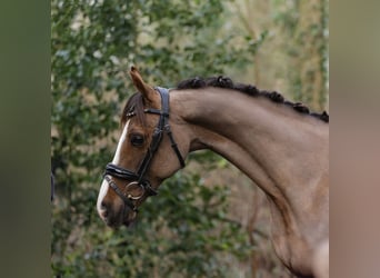 Galés B, Caballo castrado, 14 años, 135 cm, Alazán-tostado