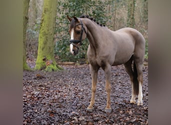 Galés B, Caballo castrado, 14 años, 135 cm, Alazán-tostado