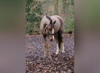 Galés B, Caballo castrado, 14 años, 135 cm, Alazán-tostado