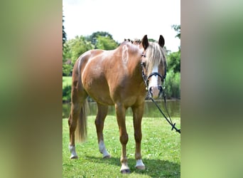 Galés B, Caballo castrado, 14 años, 138 cm, Alazán