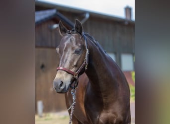 Galés B, Caballo castrado, 14 años, 138 cm, Castaño oscuro