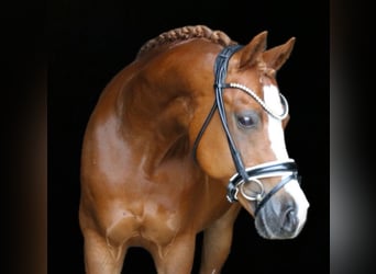 Galés B, Caballo castrado, 14 años, 145 cm, Alazán