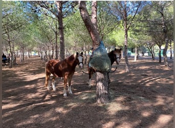 Galés B, Caballo castrado, 15 años, 117 cm