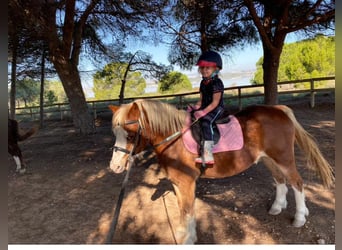 Galés B, Caballo castrado, 15 años, 117 cm