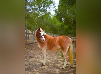 Galés B, Caballo castrado, 15 años, 117 cm