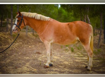 Galés B, Caballo castrado, 15 años, 117 cm