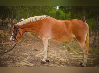 Galés B, Caballo castrado, 15 años, 117 cm