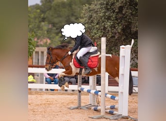 Galés B Mestizo, Caballo castrado, 15 años, 127 cm, Pío