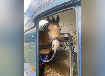 Galés B, Caballo castrado, 15 años, 130 cm, Bayo