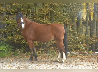 Galés B, Caballo castrado, 15 años, 138 cm, Castaño