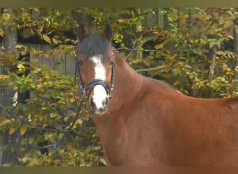 Galés B, Caballo castrado, 15 años, 138 cm, Castaño