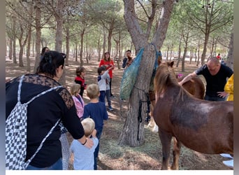 Galés B, Caballo castrado, 16 años, 117 cm