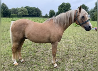 Galés B, Caballo castrado, 16 años, 134 cm, Palomino
