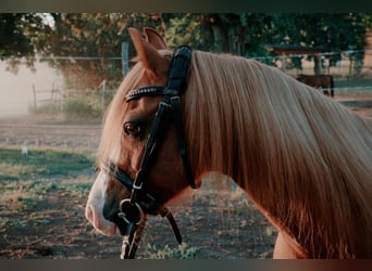 Galés B Mestizo, Caballo castrado, 17 años, 123 cm, Alazán