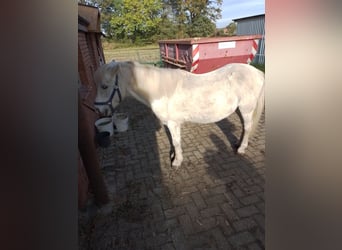 Galés B, Caballo castrado, 17 años, 125 cm, Tordo