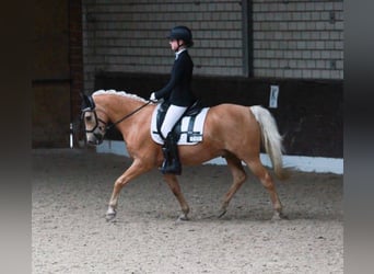 Galés B, Caballo castrado, 17 años, 132 cm, Palomino