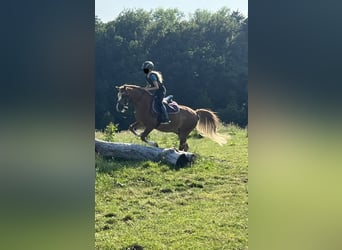 Galés B, Caballo castrado, 17 años, 133 cm, Alazán