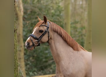 Galés B, Caballo castrado, 18 años, 134 cm, Alazán