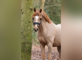 Galés B, Caballo castrado, 18 años, 134 cm, Alazán