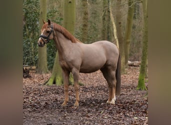 Galés B, Caballo castrado, 18 años, 134 cm, Alazán