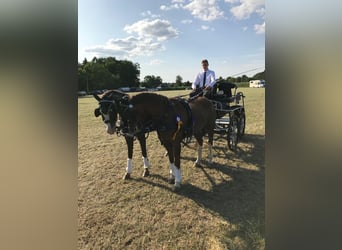 Galés B, Caballo castrado, 18 años, 135 cm, Alazán-tostado
