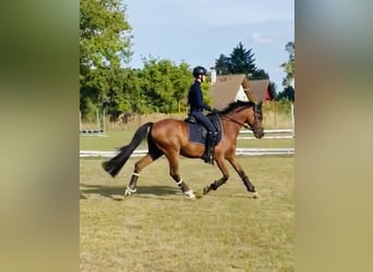 Galés B, Caballo castrado, 18 años, 148 cm