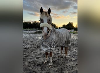 Galés B, Caballo castrado, 19 años, 135 cm, Tordo ruano