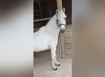 Galés B Mestizo, Caballo castrado, 21 años, 117 cm, Tordo