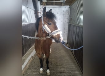 Galés B, Caballo castrado, 21 años, 136 cm, Castaño