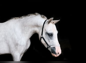 Galés B, Caballo castrado, 2 años, 115 cm, Tordo