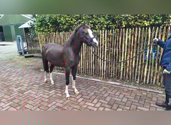 Galés B, Caballo castrado, 2 años, 124 cm, Alazán-tostado