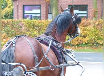 Galés B, Caballo castrado, 2 años, 124 cm