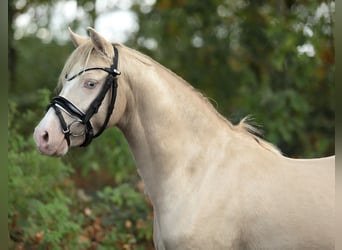 Galés B, Caballo castrado, 2 años, 125 cm, Cremello