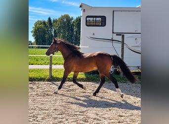 Galés B, Caballo castrado, 2 años, 130 cm, Castaño