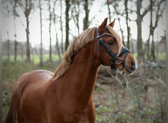 Galés B, Caballo castrado, 2 años, 131 cm, Alazán