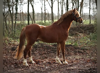 Galés B, Caballo castrado, 2 años, 131 cm, Alazán