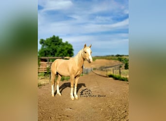 Galés B, Caballo castrado, 2 años, 132 cm, Palomino