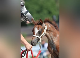 Galés B, Caballo castrado, 2 años, Ruano azulado