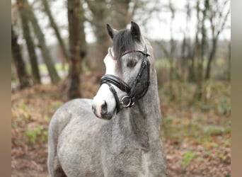 Galés B Mestizo, Caballo castrado, 3 años, 124 cm, Tordo